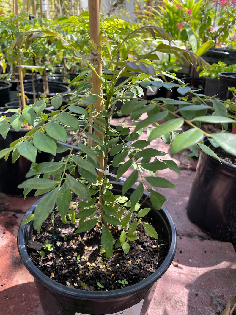 Curry Plants