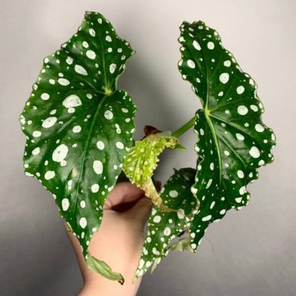 Angel Wing Begonia - Matchmaker