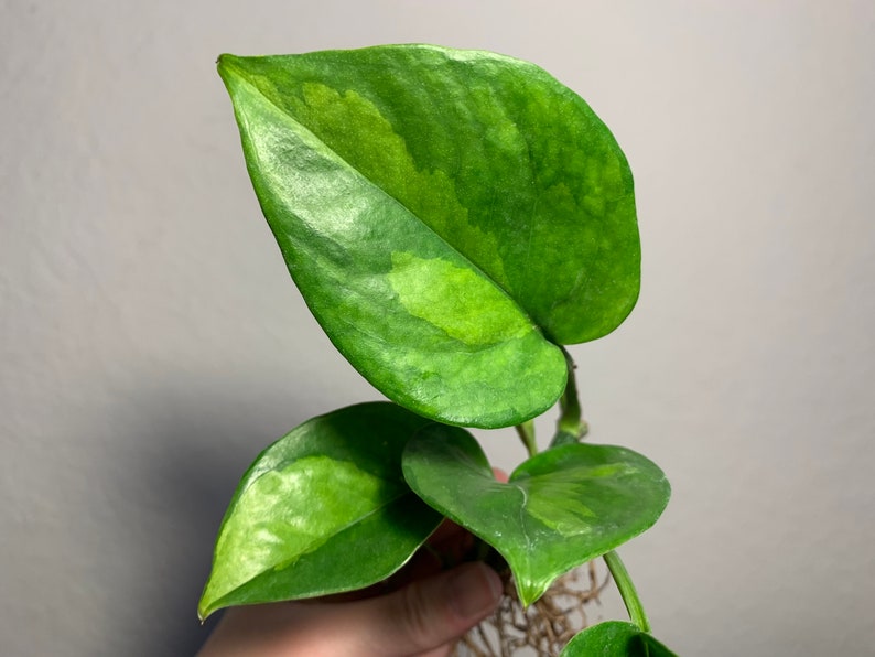 Global Green Pothos Etsy