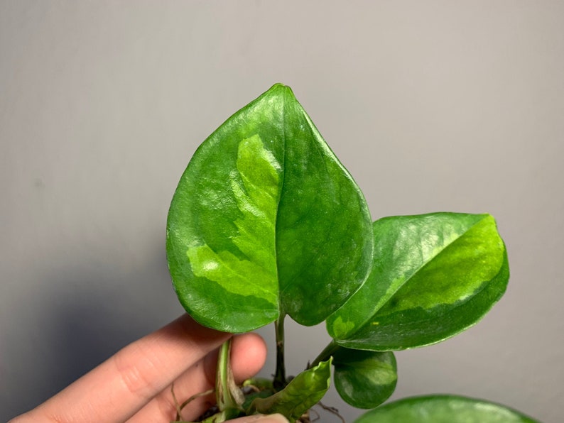 Global Green Pothos Etsy