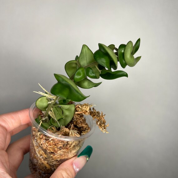 Hoya Compacta / Hindu Rope - Etsy