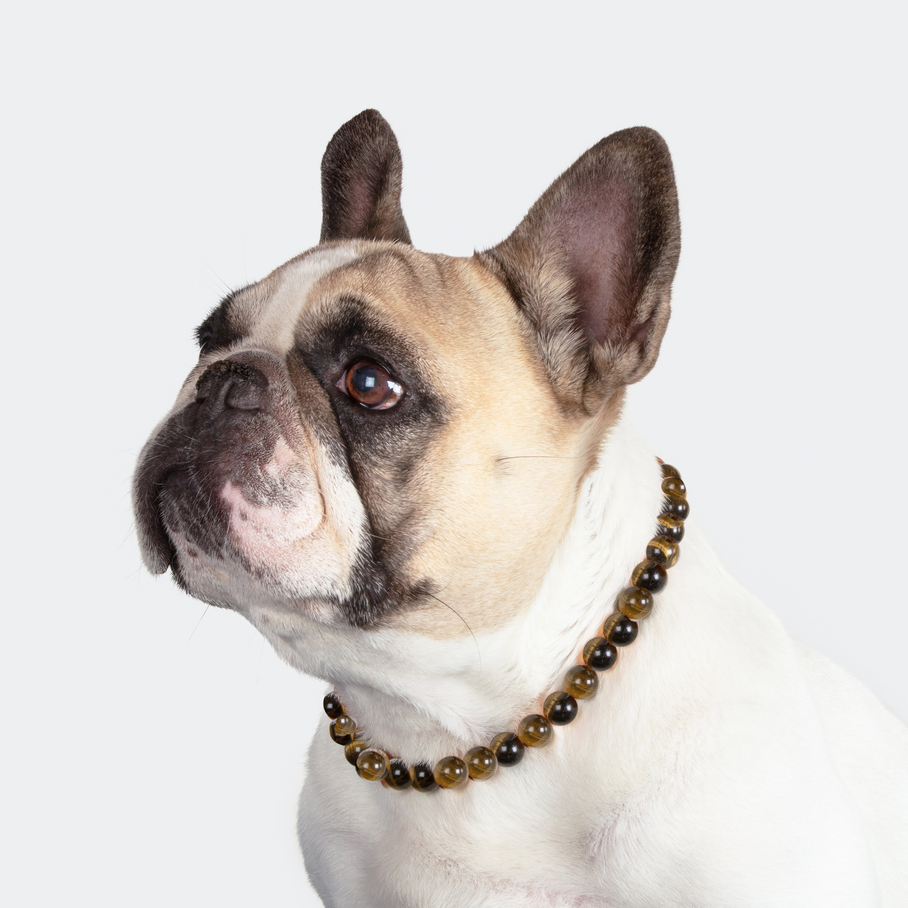 FREEBIRD STORES - DOG COLLAR