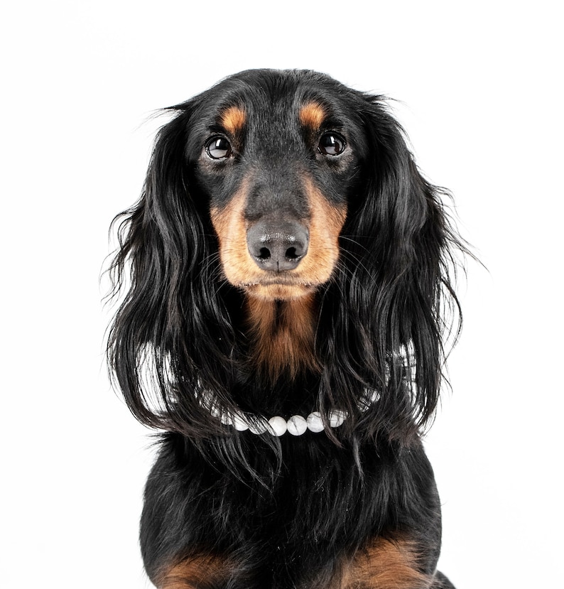 lithotherapy Christmas birthday dog gift idea White jade dog sociability necklace Dog welfare semi-precious stone