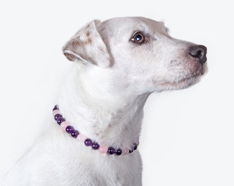 May include: A white dog with brown spots wearing a purple and pink beaded collar.