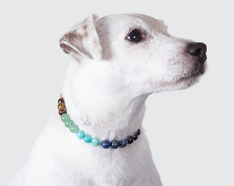 May include: A white dog wearing a colorful beaded collar. The collar is made of round, multi-colored beads that graduate from brown to blue.
