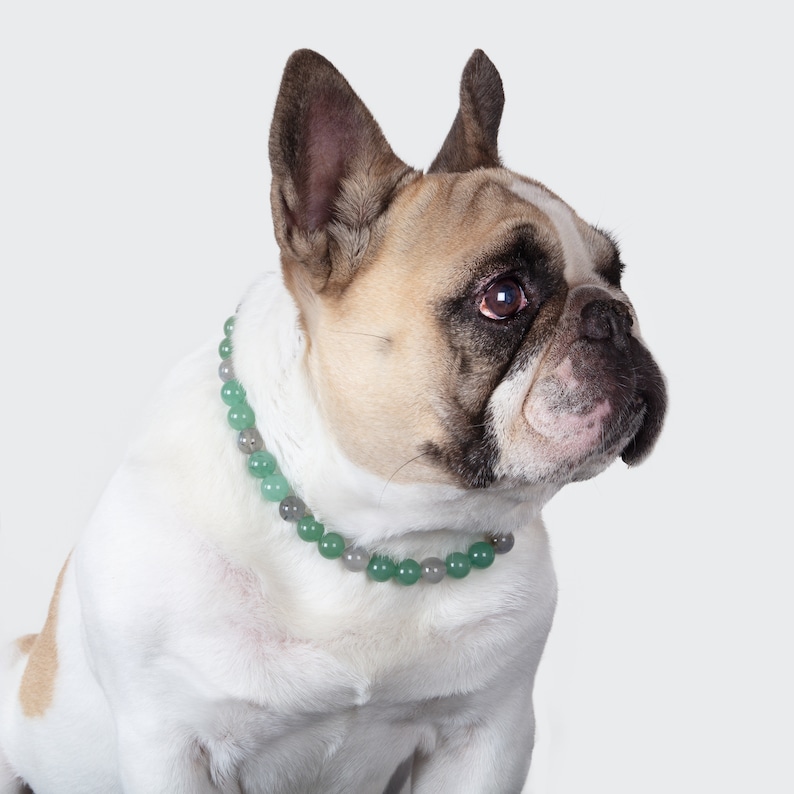 May include: A French Bulldog wearing a green beaded collar. The dog is looking to the right of the frame.