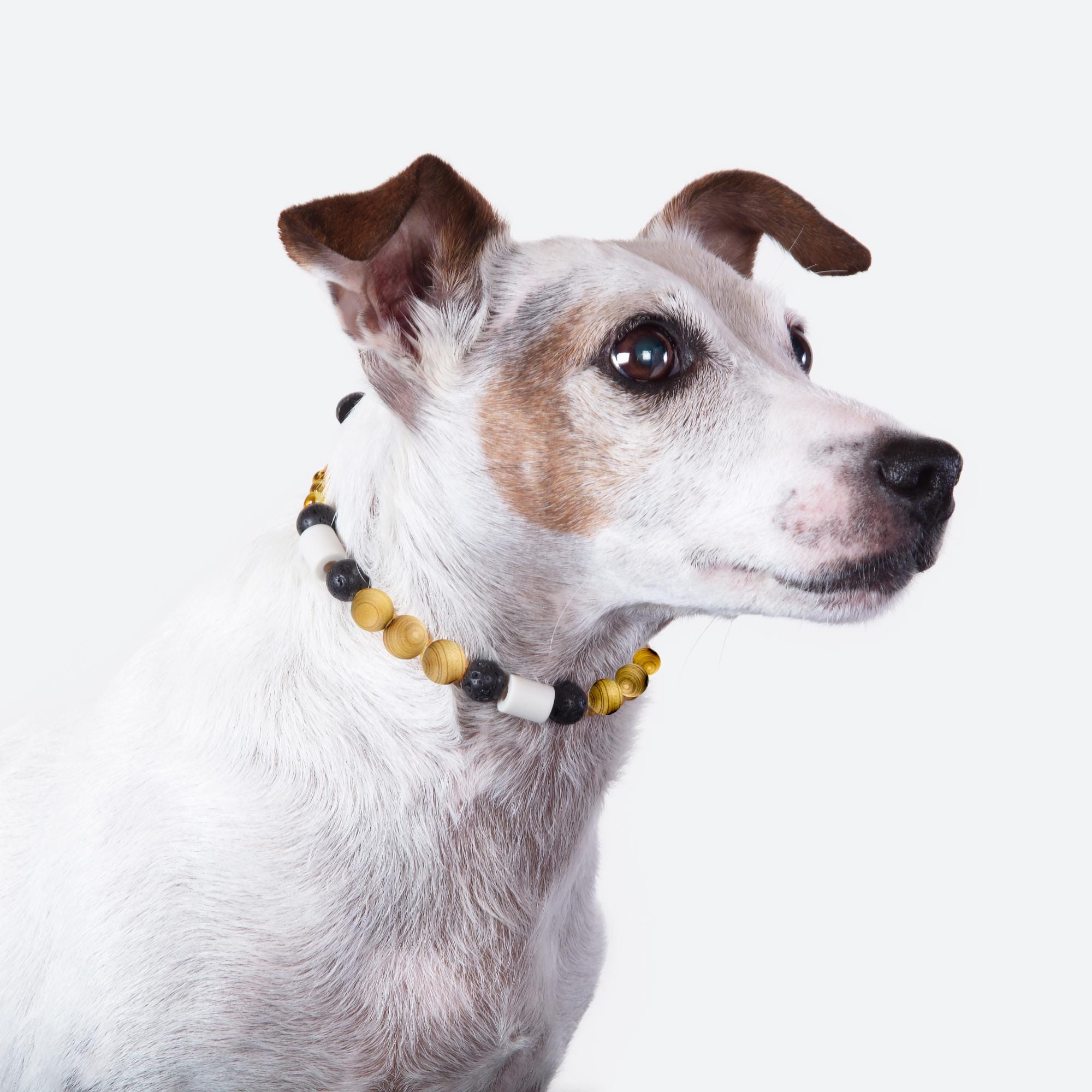 Bernsteinkette Für Hunde – Aus Baltischem Bernstein, Zeckenschutz, Größe 30-35 Cm