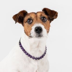 Serenity dog collar with amethyst, wellbieng for pets, lithotherapy for dog