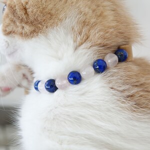 May include: A close-up of a cat wearing a beaded collar with blue and pink stones. The collar is made of leather and has a simple design.