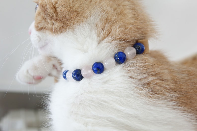 May include: A close-up of a cat wearing a beaded collar with blue and pink stones. The collar is made of leather and has a simple design.