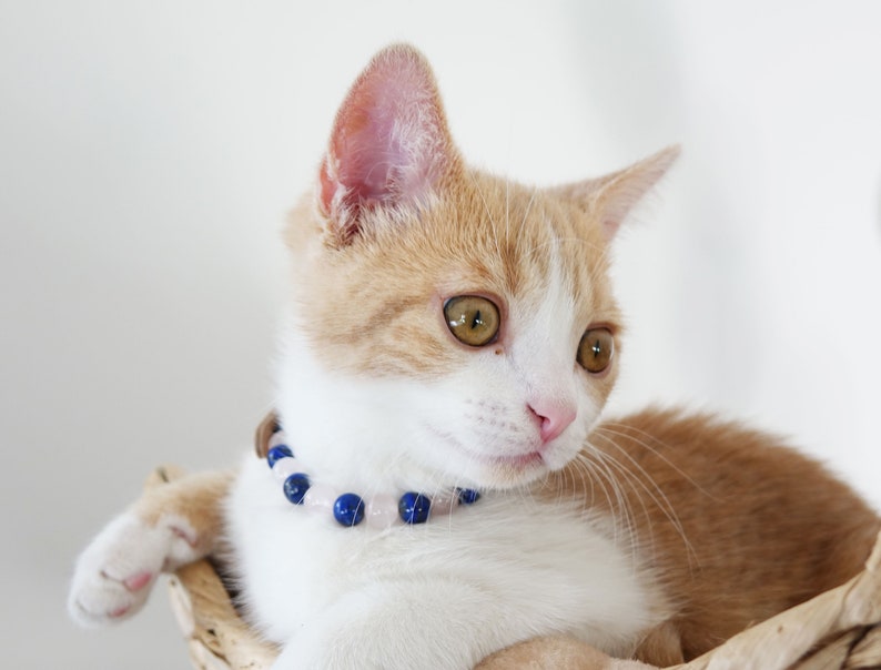 May include: A white and orange tabby kitten wearing a blue and pink beaded collar. The kitten is looking to the right of the frame.