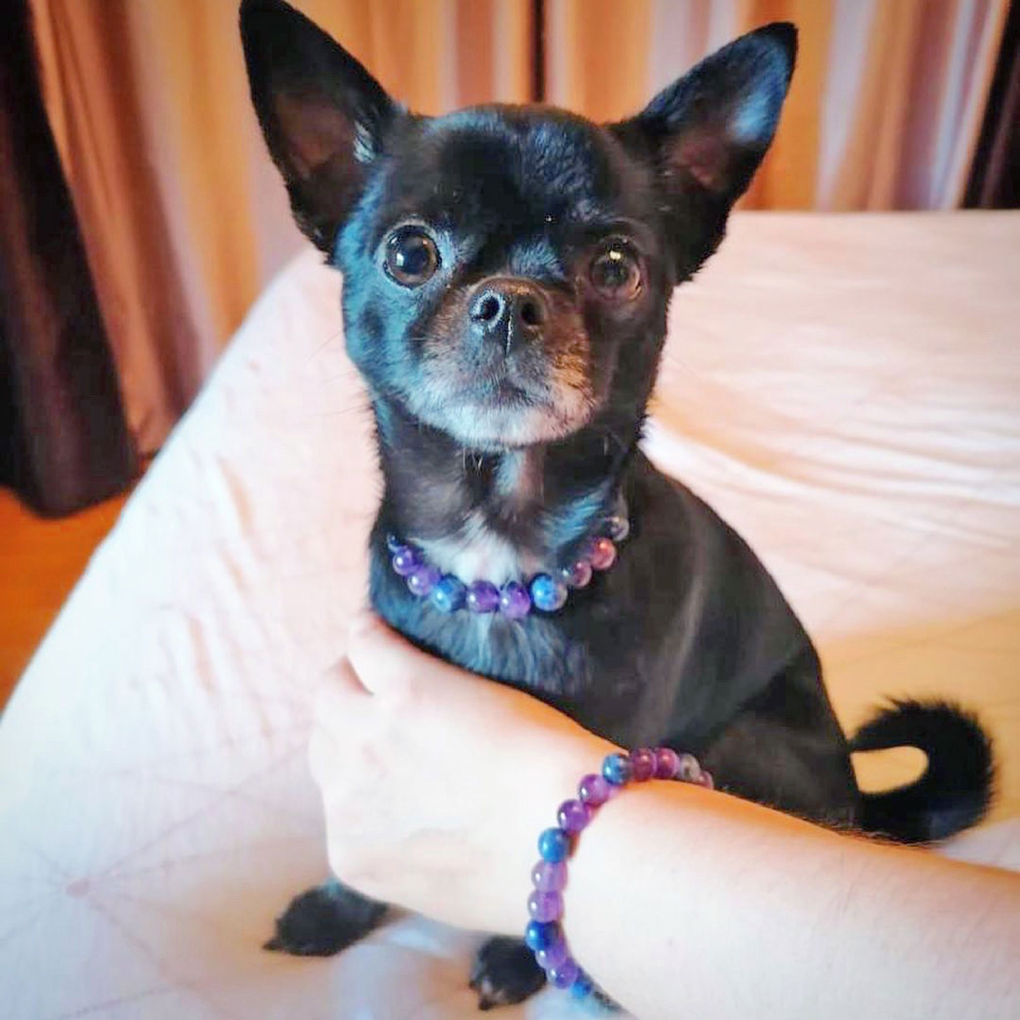 Midnight Barks- Matching Bracelet, Coordinate with your dog