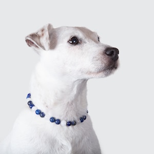 Puede incluir: Un perro blanco con un collar de cuentas azules y blancas. El perro está mirando hacia la derecha del marco.