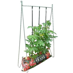Puede incluir: Una jaula de tomate de metal con una planta de tomate creciendo dentro. La planta está en una bolsa de cultivo de tela con la palabra "FRAME" impresa en ella.