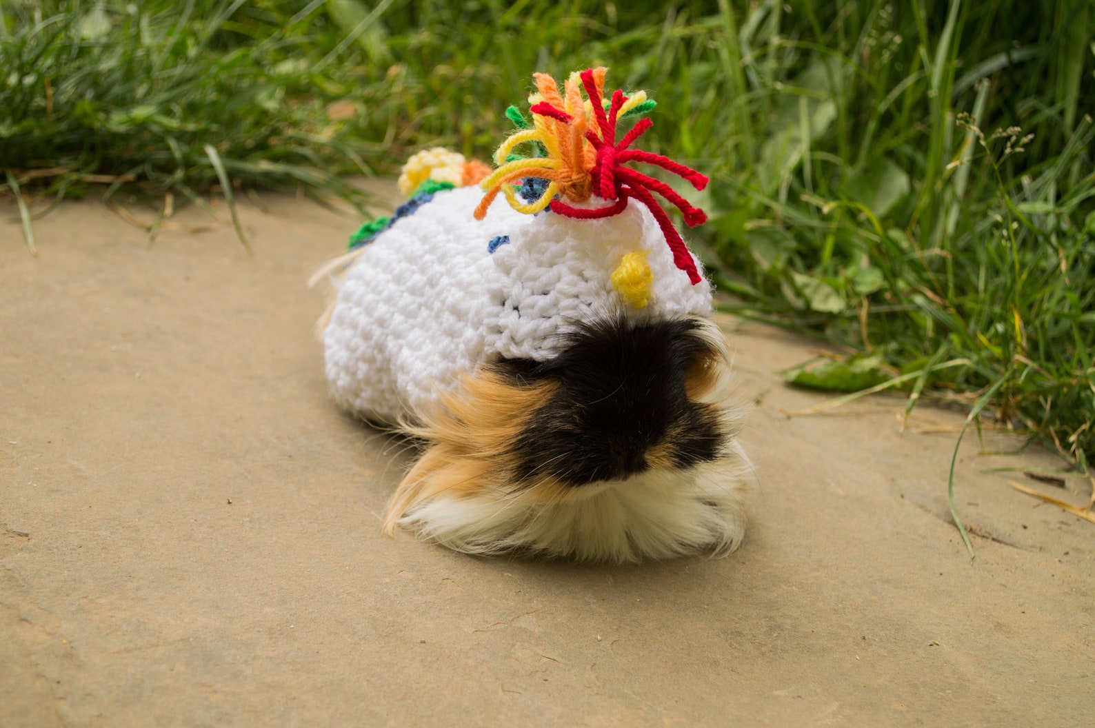 Guinea Pig Unicorn Costume Sweater Cosplay Rainbow Small Etsy