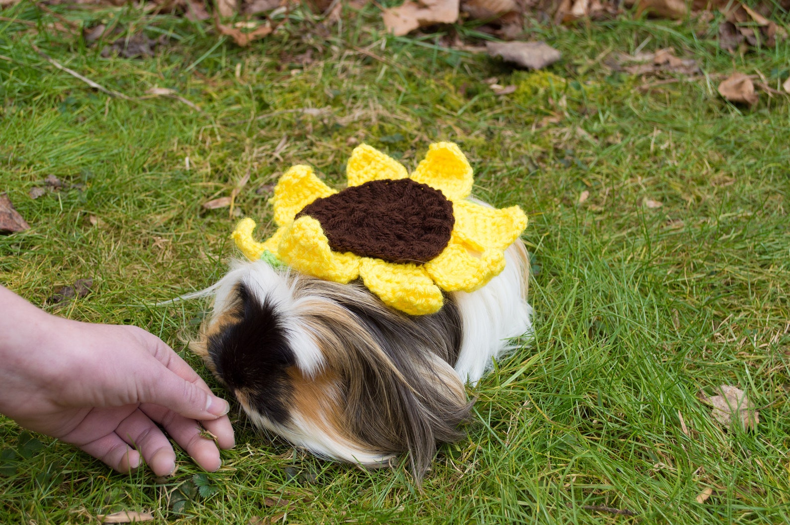 Guinea Pig Sunflower Costume Cosplay Flower Small Animal Jumper Sweater ...