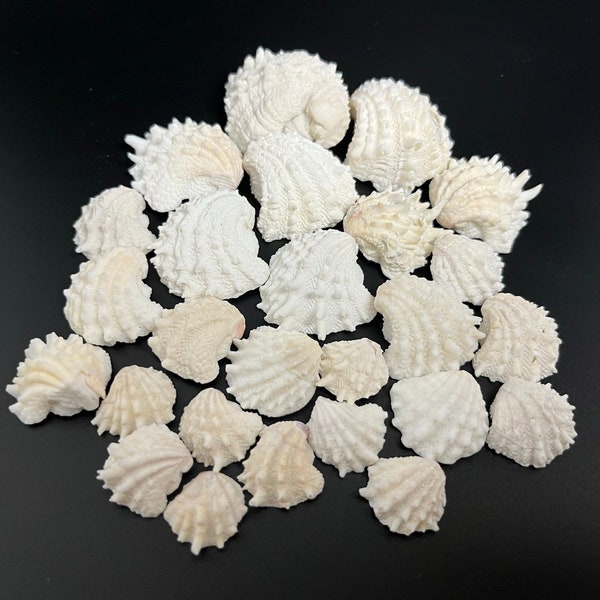 Spiny Jewel Box Shells 12, 25, 50 & 100 Counts - Medium, Small and Mini Florida White Shells