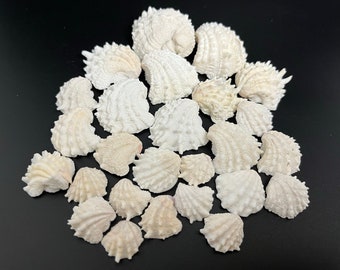 Conchas de Florida: Materiales para manualidades y decoración de playa - 12/25/50/100 unidades