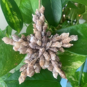 May include: A star-shaped ornament made from a collection of small, brown seashells. The ornament is hanging from a string.