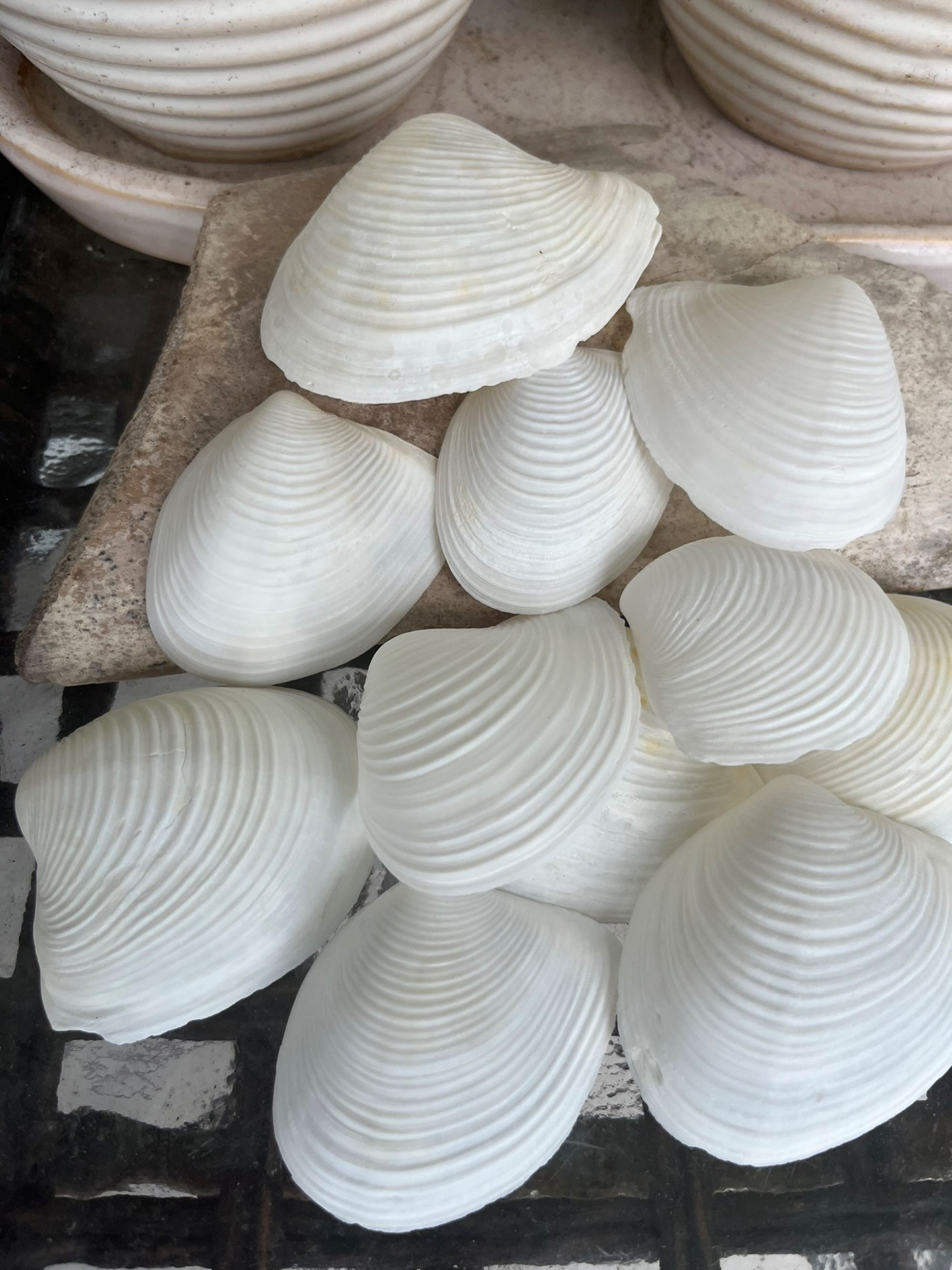 White Duck Clam and Tellin Shells - Etsy
