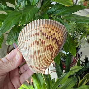 5 Large Cockle Shells - FL Gulf Coast Cockles