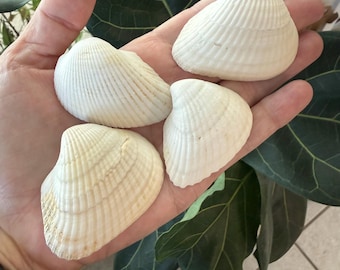 Lot of Large Ark Shells - 35+