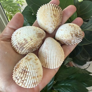 Medium Prickly Cockle Shells / Lot of 50 2-inch Cockle Shells / 1 Pound Bag / FL Gulf Cockle Shells