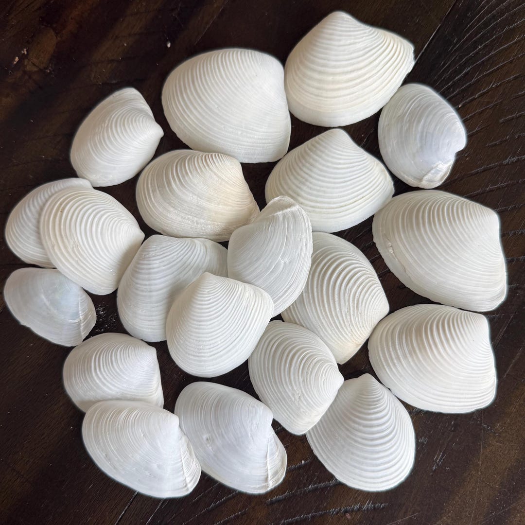 White Duck Clam and Tellin Shells - Etsy