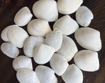 Almeja de pato blanco y conchas Tellin