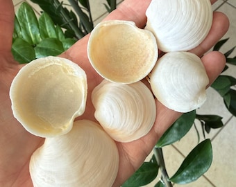 30 pequeñas conchas de ranúnculo Lucine