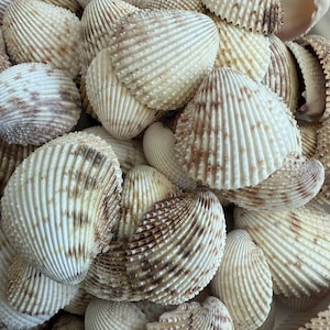 Bulk Prickly Cockle Shells / 110+ Small Cockle Shells / FL Gulf Cockle Shells