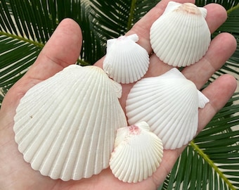 Conchas de vieira - Blancas con motas - 10, 20, 50 unidades / Conchas de vieira blancas