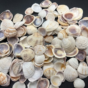 Bulk Small Clam Shells: Crafting & Shell Collection (200-400 count