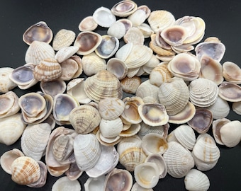 Conchas de almejas pequeñas a granel: artesanía y colección de conchas (200-400 unidades)