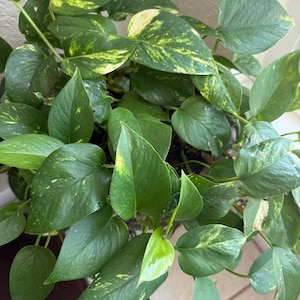 Rooted Pothos and Arrowhead Cuttings - Live Plants / Pothos Plants / Starter Plants