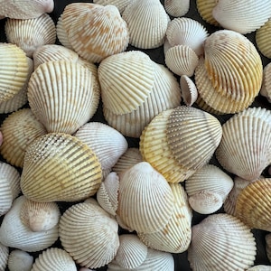 Small Cockle Shells / 125+ Tiny and Small Cockle Shells / Yellow Prickly Cockle