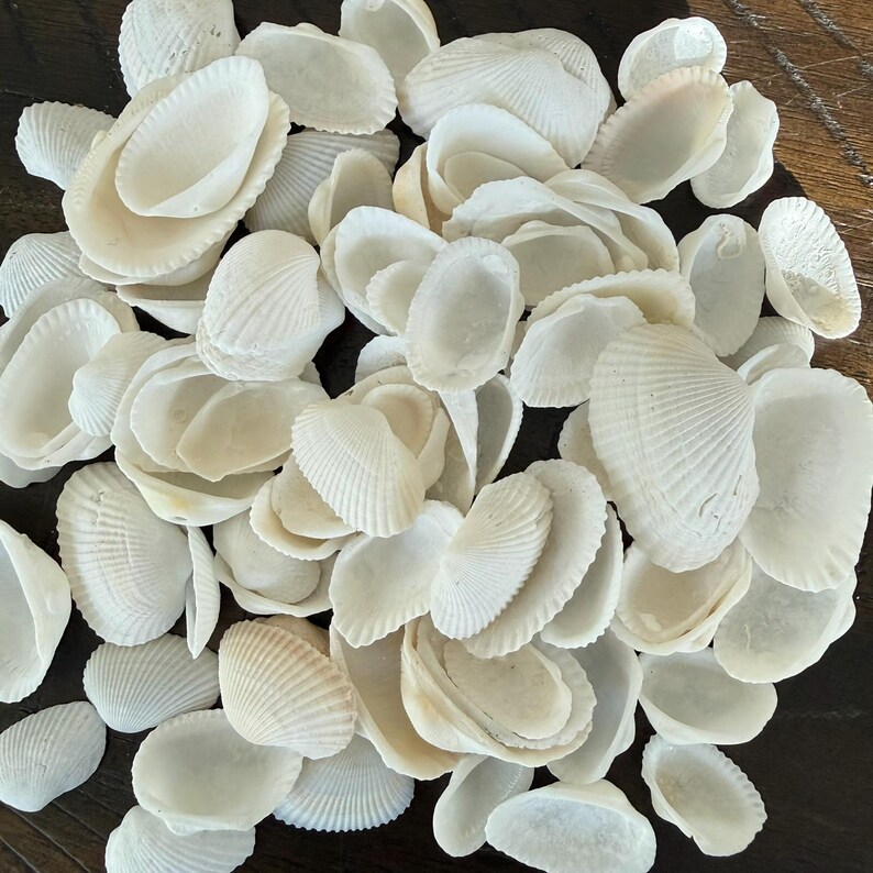 Small Ark Shells: Crafting Shells From Florida Gulf Beaches - Etsy