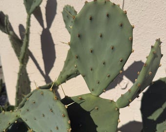 Opciones a granel de pencas y plántulas de nopal