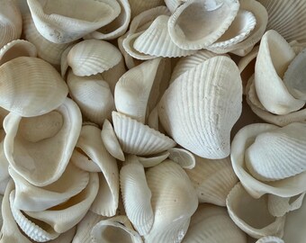 Conchas de arca de 1 libra / Variedad de tamaños