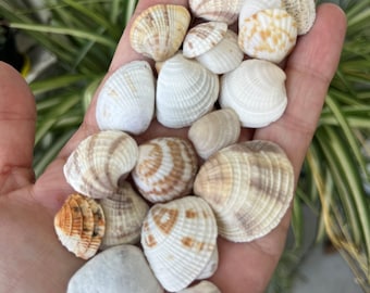 Mezcla de conchas de almejas pequeñas: elaboración de conchas de las playas del Golfo de Florida