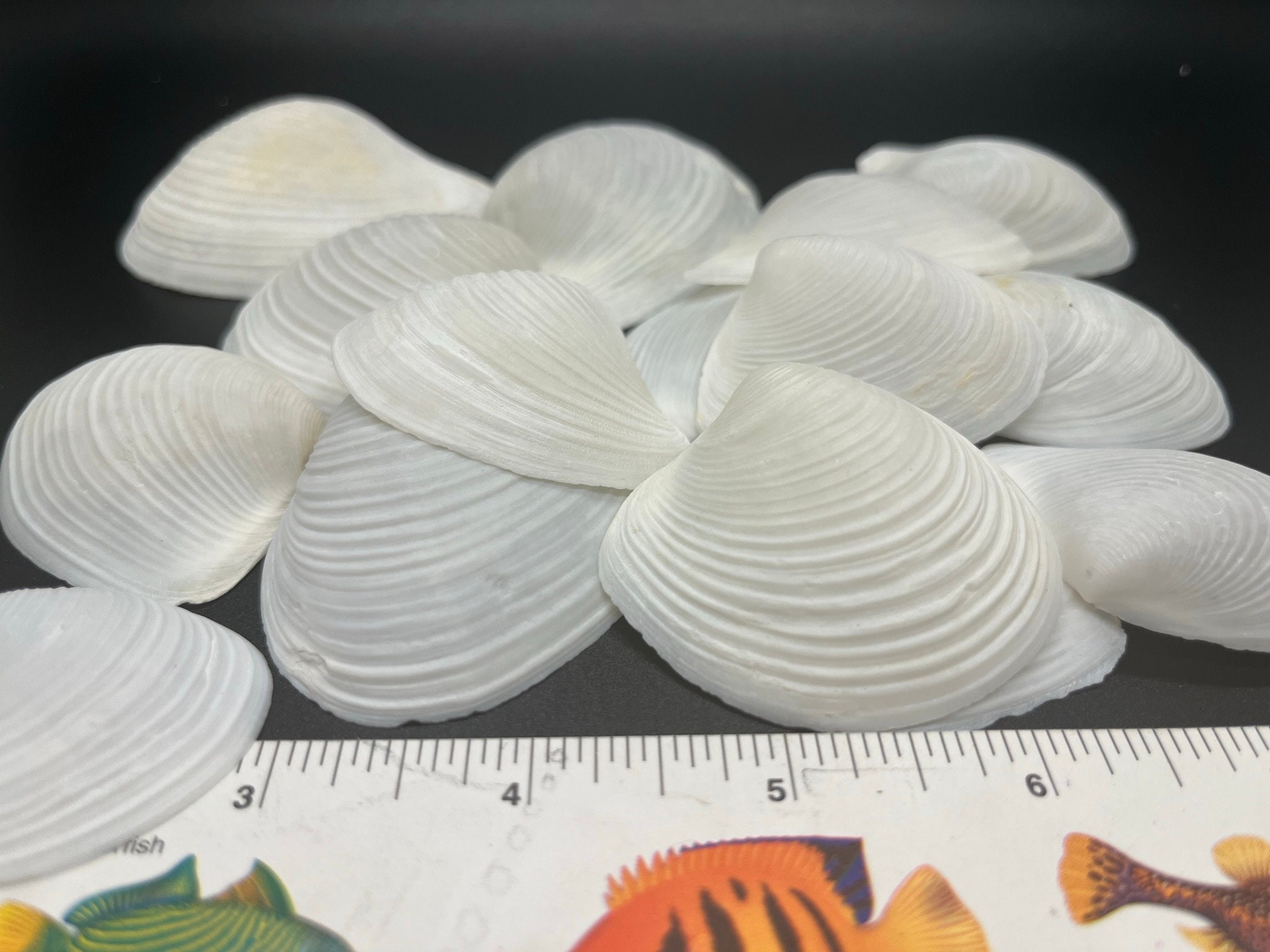White Duck Clam and Tellin Shells - Etsy