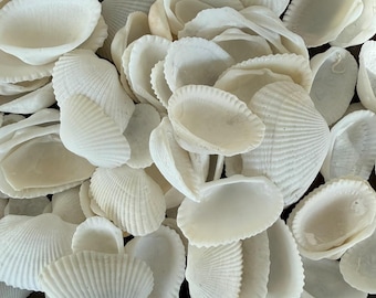 Conchas de Arca Pequeña: Elaboración de conchas de las playas del Golfo de Florida