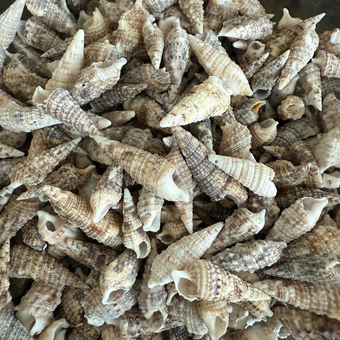 Florida Cerith Shells / 25-100 Shells / Regular Size and Smalls - Etsy