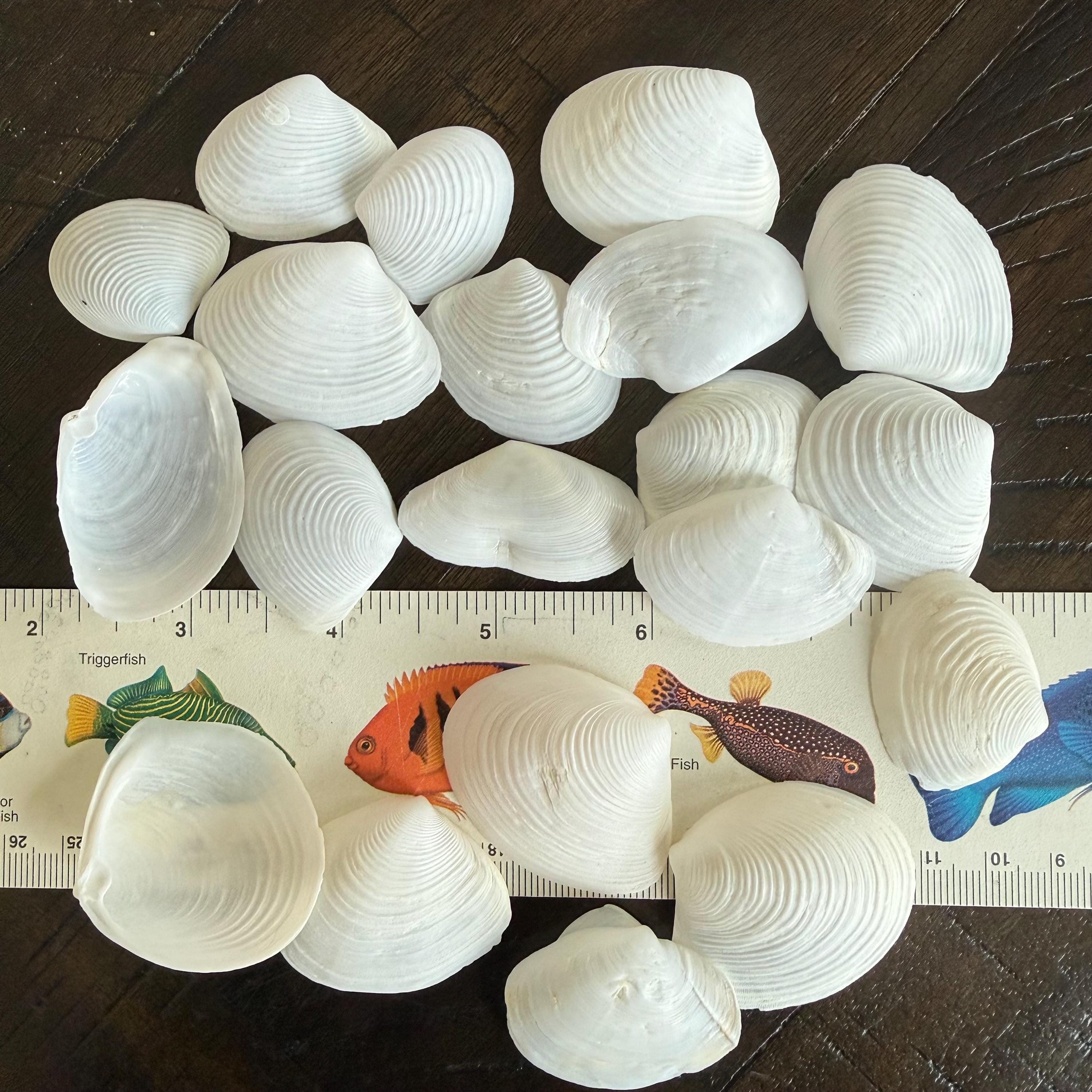 White Duck Clam and Tellin Shells - Etsy