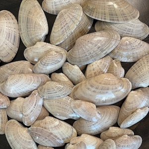 May include: A collection of numerous smooth, oval-shaped clam shells in varying sizes. The shells feature a light beige and tan color palette with intricate, fine-lined patterns radiating from the hinge toward the curved outer edges.