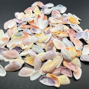 Coquina Shells by the 1/8 Cup (125+ shells) and 1/4 Cup (aprox. 250 shells) & 1/2 Cup