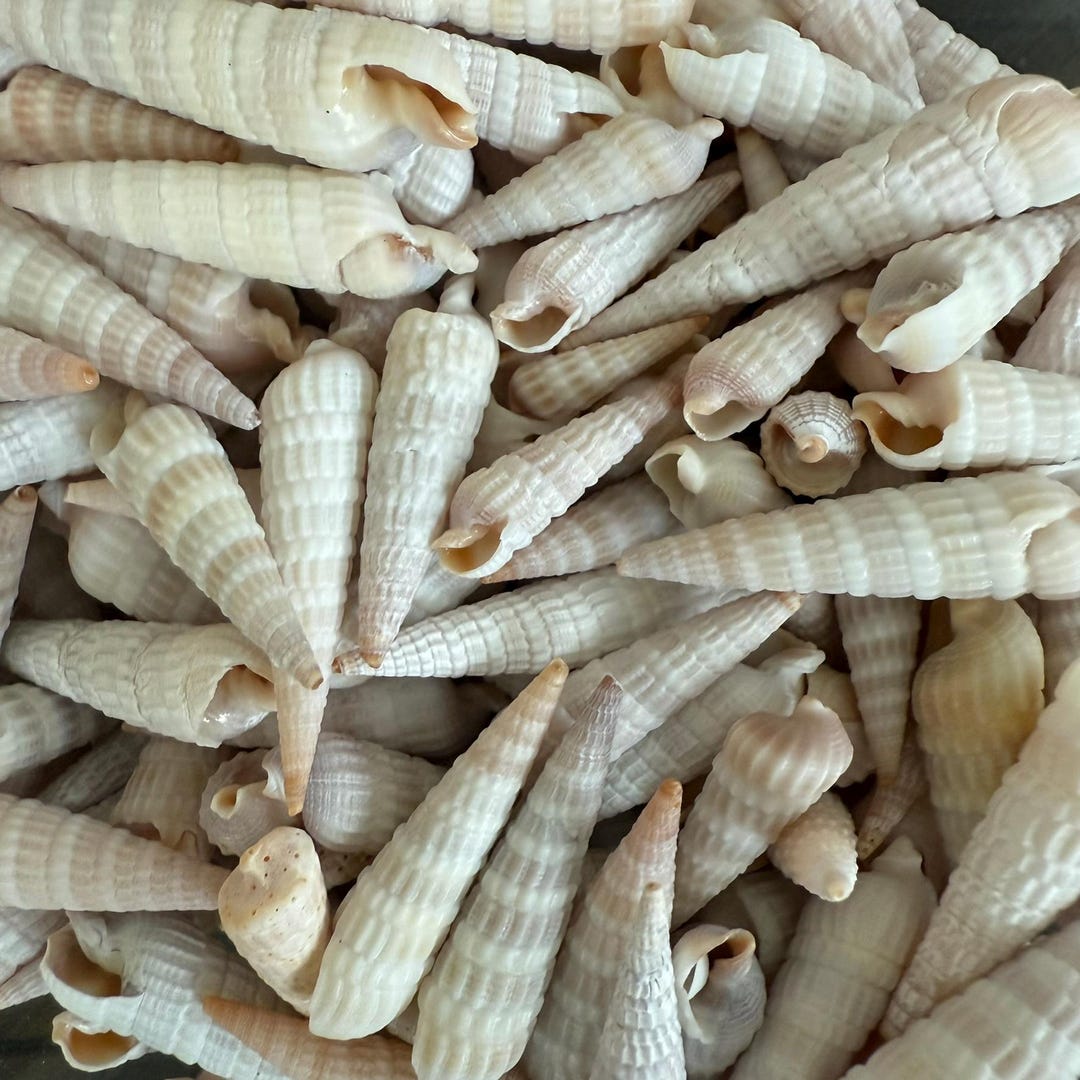 Florida Auger Shells / 25-50 Shells - Etsy