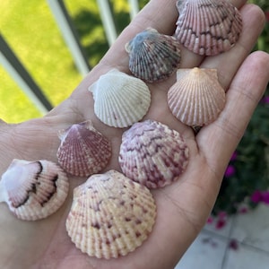 Scallop Shells - 100, 50, 25 or 12 Count / Bulk Scallop Crafting Shells