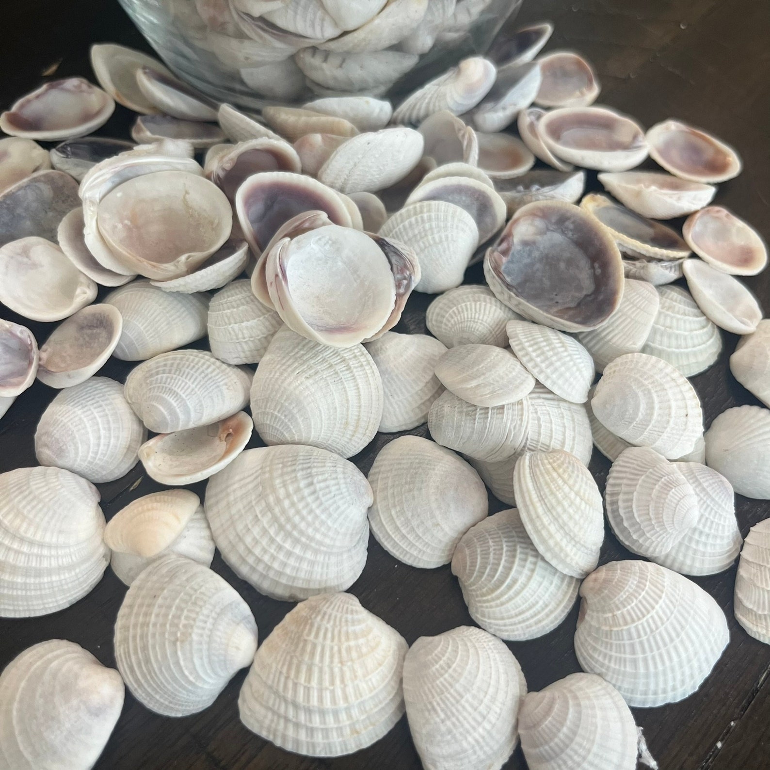 Small Calm Shell Small Clam Shell Mix: Crafting Shells From Florida Gulf Beaches - Etsy