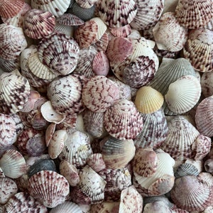 May include: A collection of assorted seashells featuring a variety of sizes and shapes. The shells display intricate textures with color patterns in shades of white, cream, tan, brown, and deep purple, showcasing natural radial ridges and grooves.